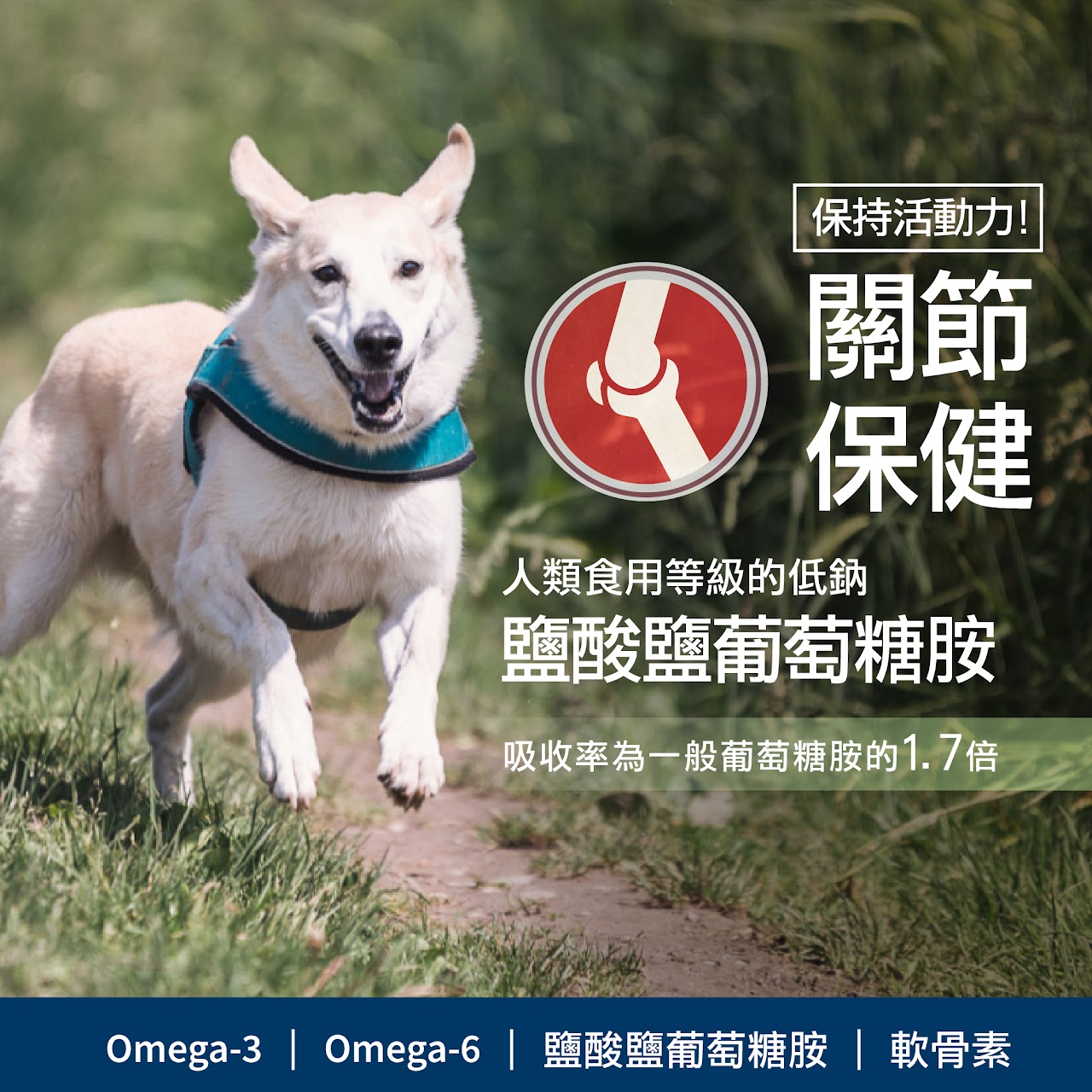 【拉拉寵物小舖】紐崔斯 貓飼料 田園系列 幼母貓雞肉 2.5公斤, , large