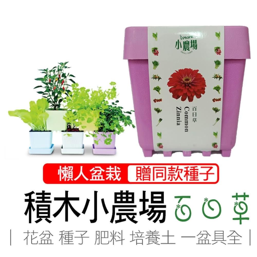 【心安購物】iPlant積木盆栽-百日草
