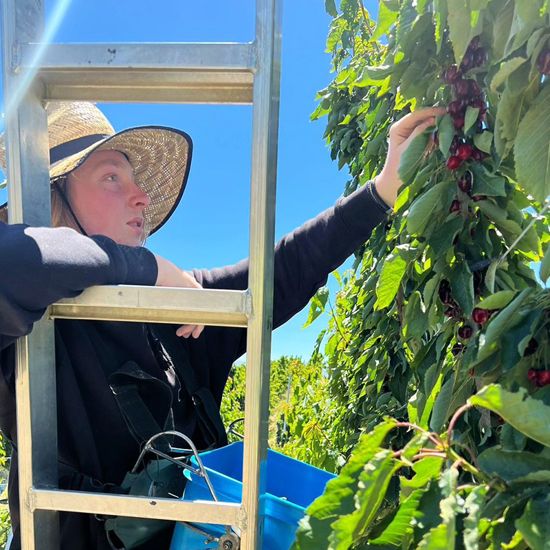 預購免運★1月上旬前到貨【一起買】紐西蘭經典紅櫻桃 / 直徑30mm或更大 (2KG), , large