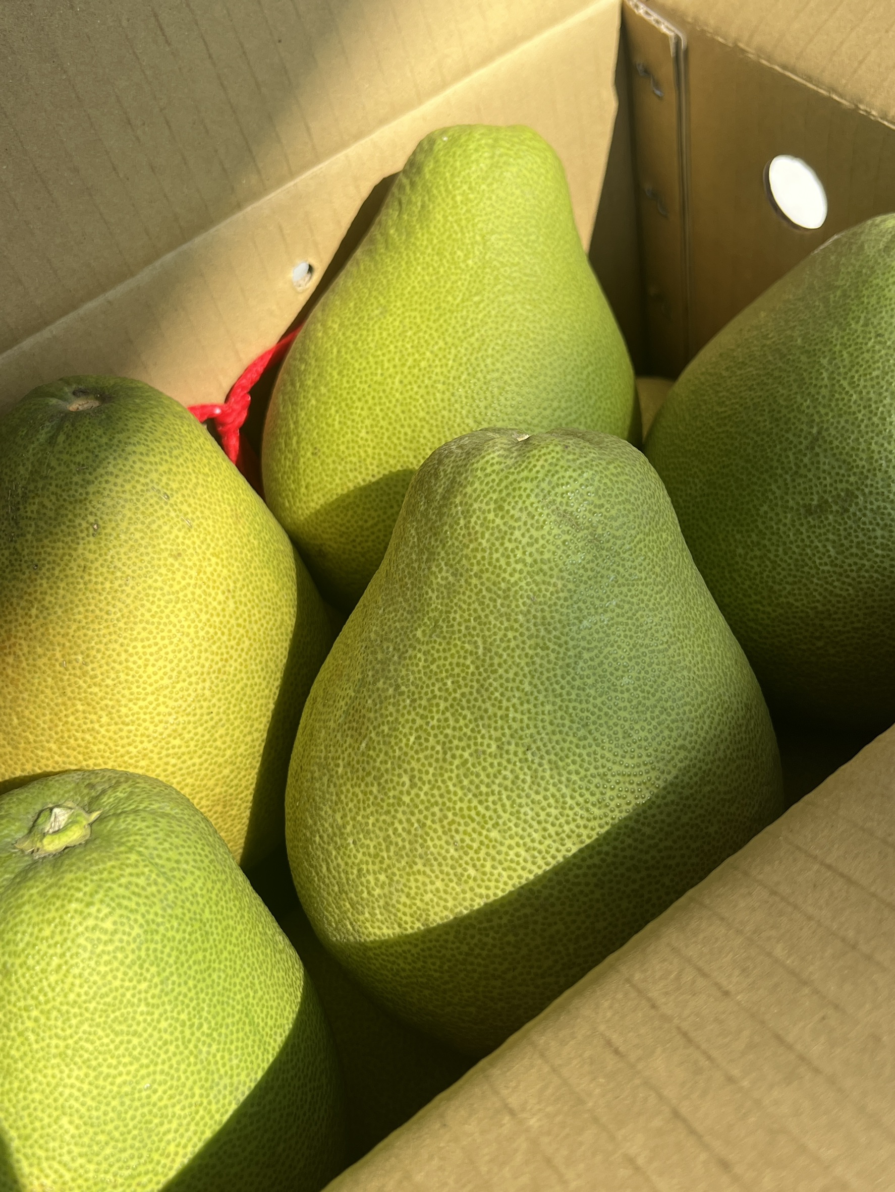 Taiwan Wendan Pomelo, , large