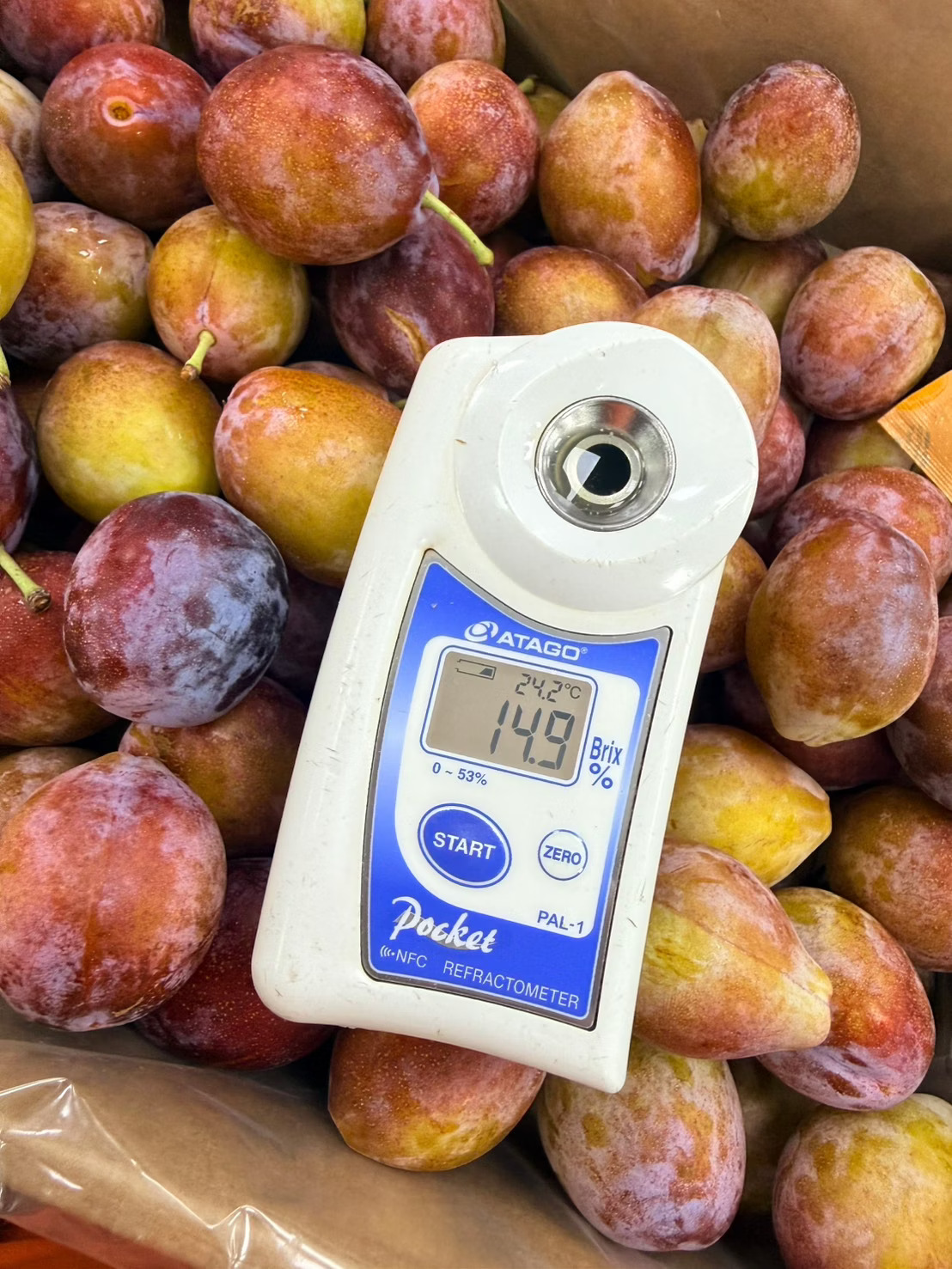 [芯鮮果]智利進口( 黃金蜜棗 ), , large