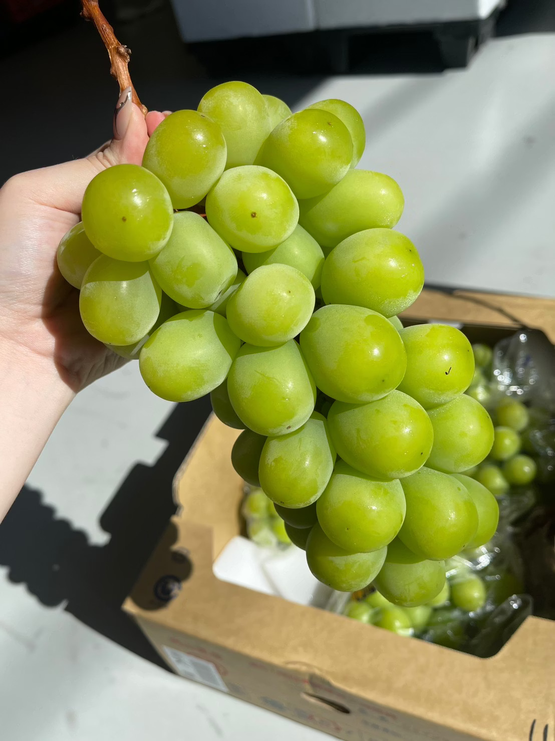 Japanese Shine Muscat Grapes, , large