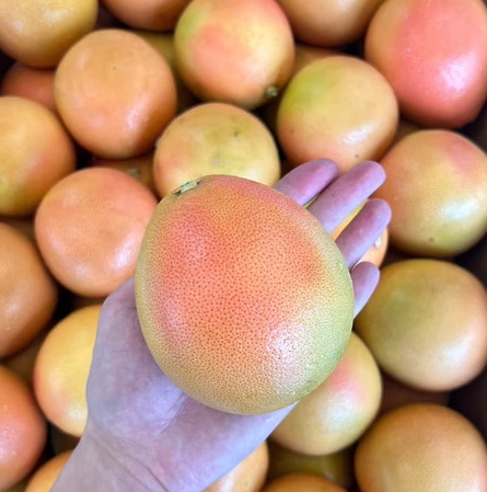 Ruby Red Grapefruit, , large