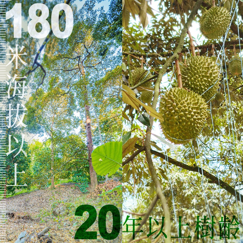 【榴槤大哥 D.MasKing】The Only Certified Malaysia Raub Musang King Durian x2 Box, , large