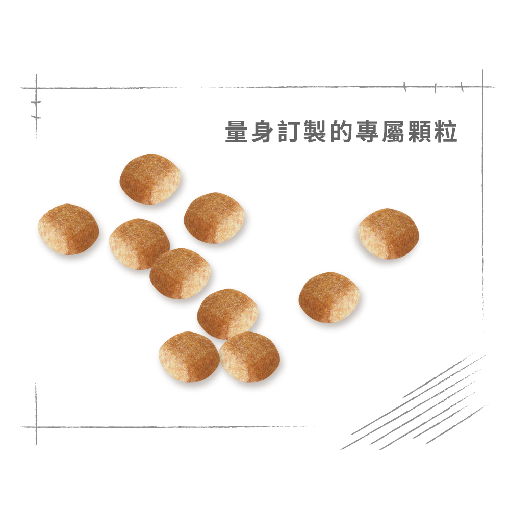 【Royal Canin法國皇家】西施成犬STA, , large